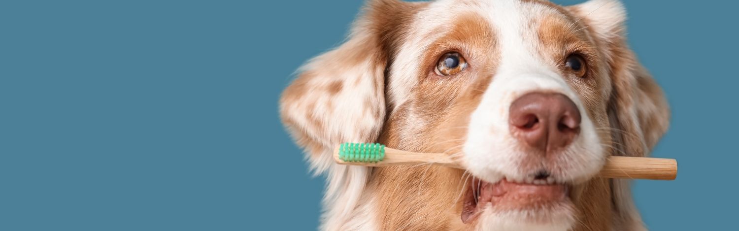 Hygiene-dentaire-chien