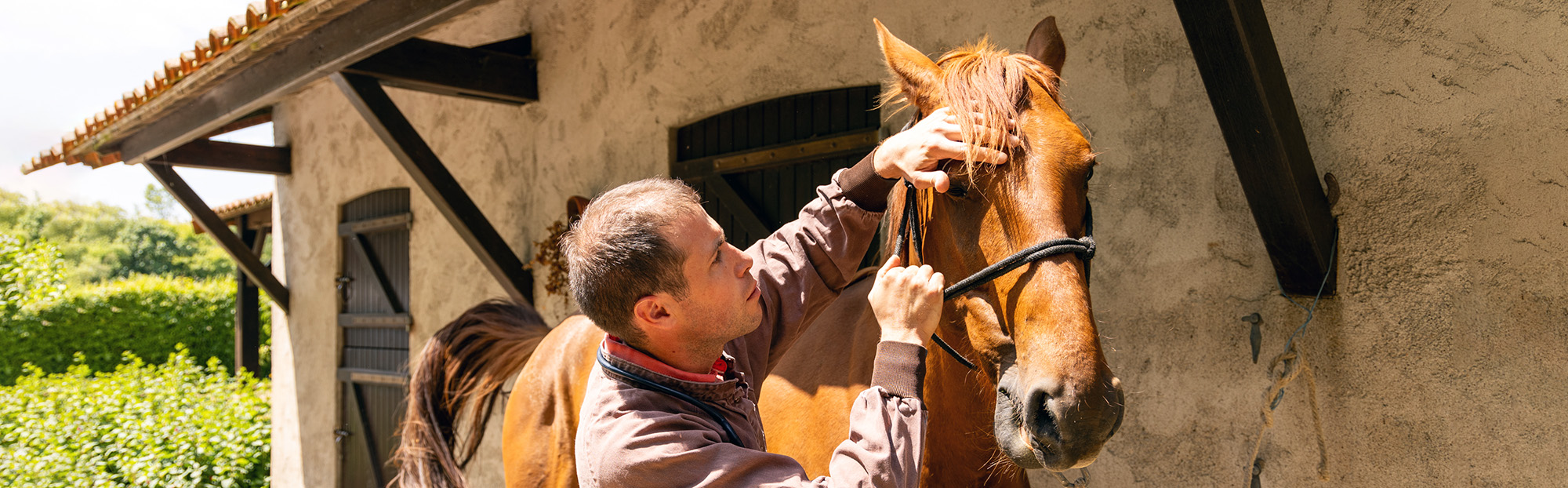 Médecine générale équine