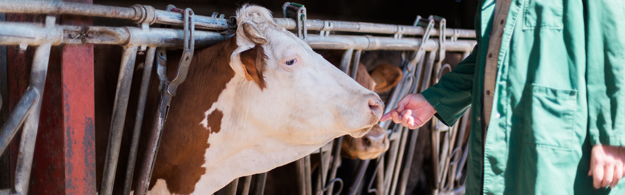 Médecine vétérinaire générale rurale