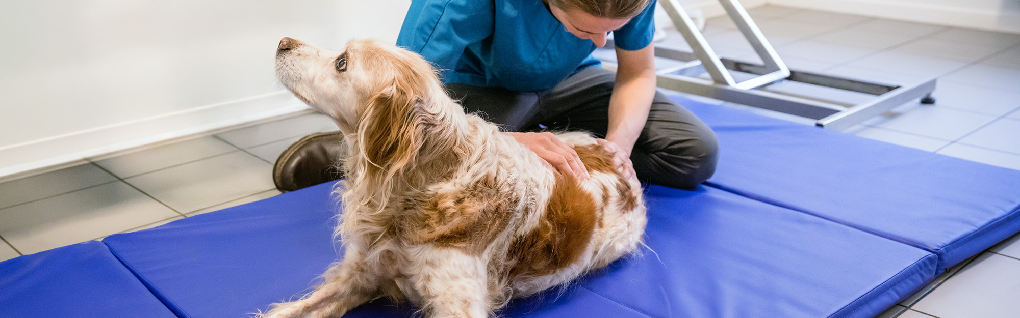 Ostéopathie vétérinaire