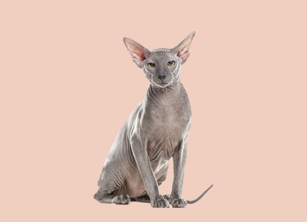 Peterbald