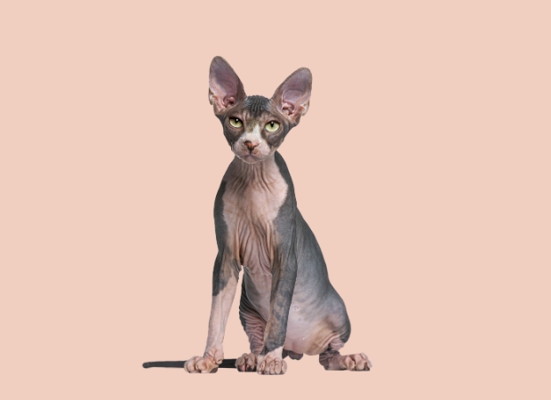 Sphynx