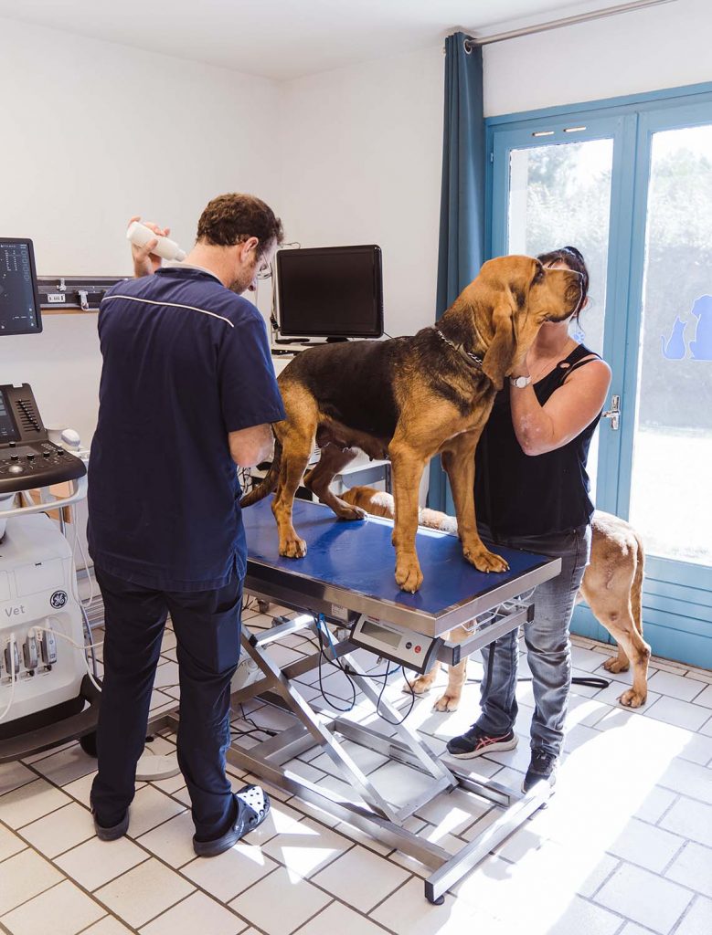 Reproduction clinique vétérinaire des Portes du Gers