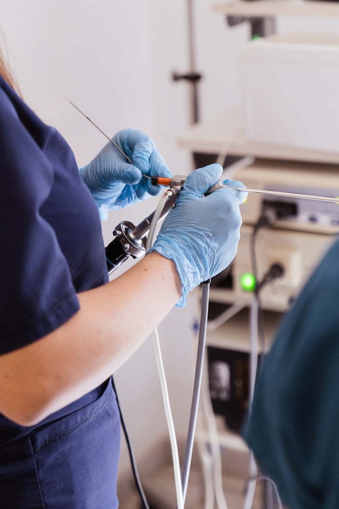 Insémination clinique vétérinaire des Portes du Gers