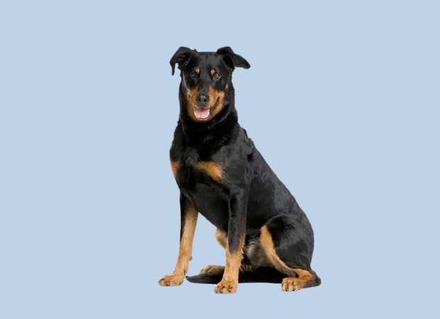 beauceron
