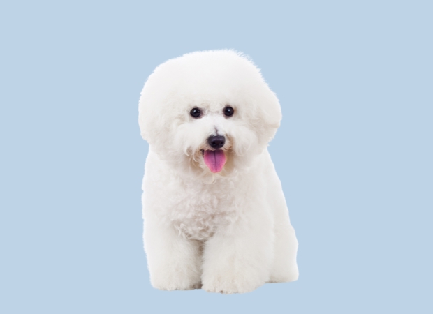 Bichon frisé