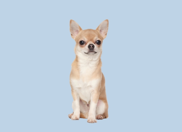Chihuahua