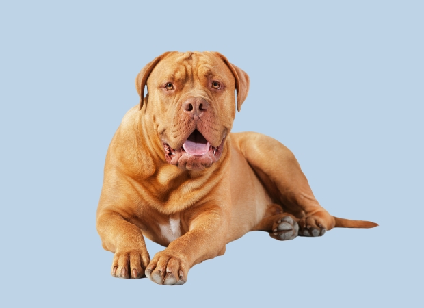 Dogue de Bordeaux