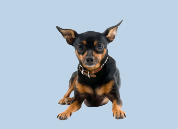 Pinscher