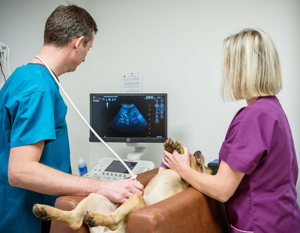 Imagerie médicale, clinique vétérinaire de Plancoët