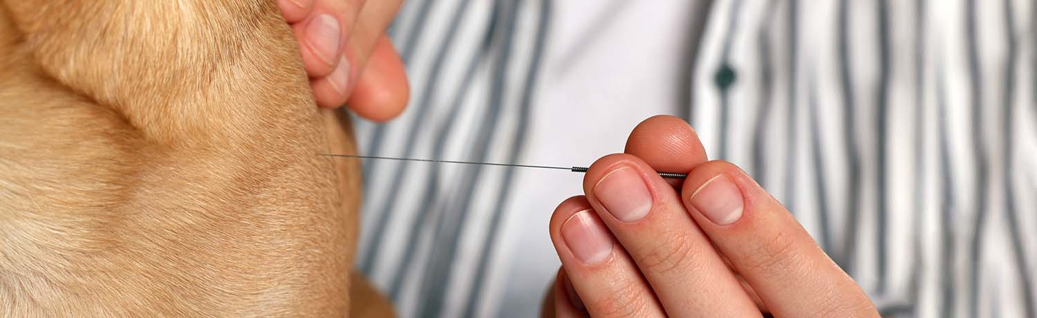 Acupuncture vétérinaire