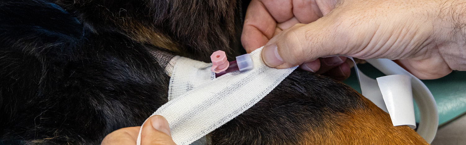 Don du sang animal de compagnie