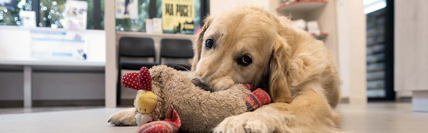 Médecine préventive vétérinaire
