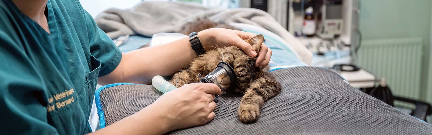 Urgence vétérinaire