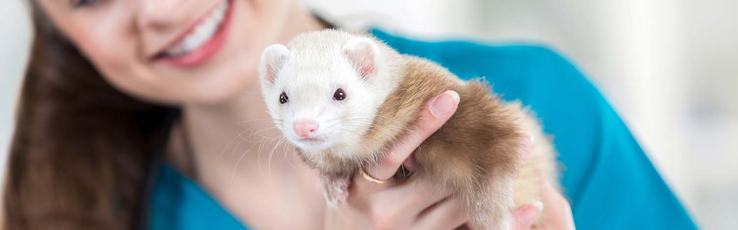 Vétérinaire pour furet