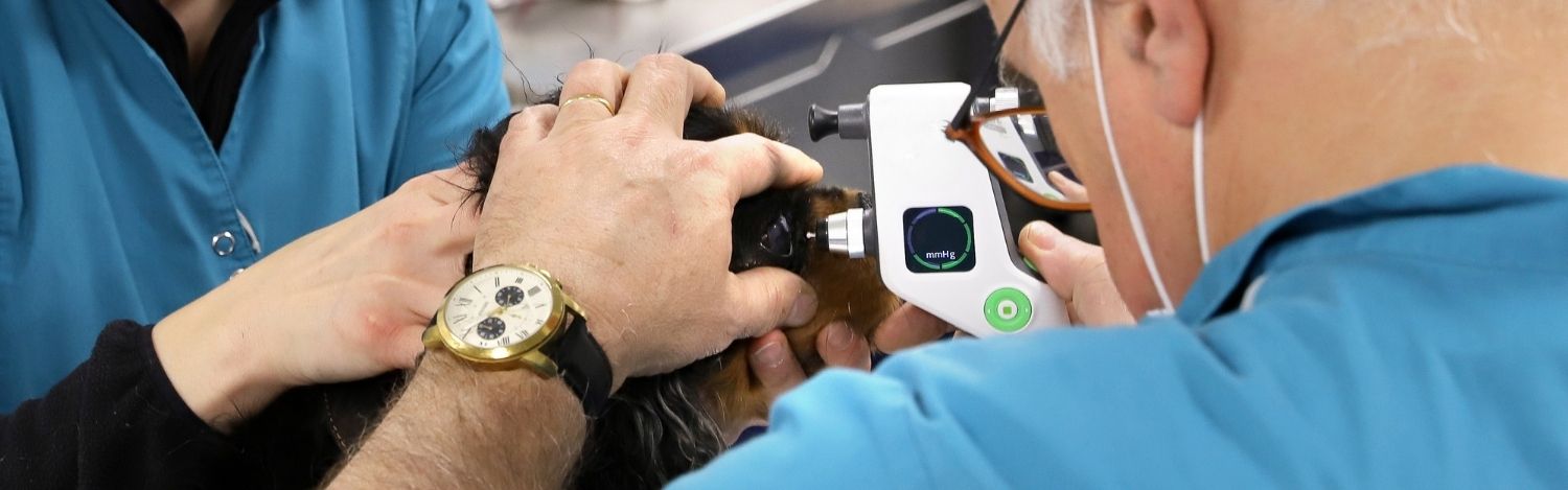 veterinaire-referent