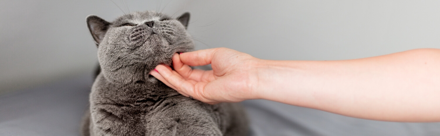 acne-chat