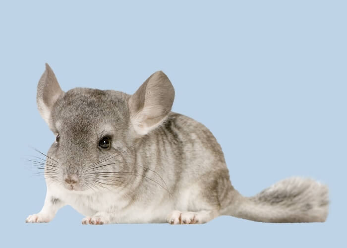 chinchilla
