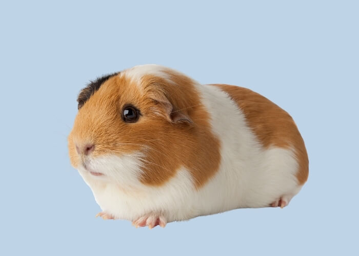 cochon d'inde