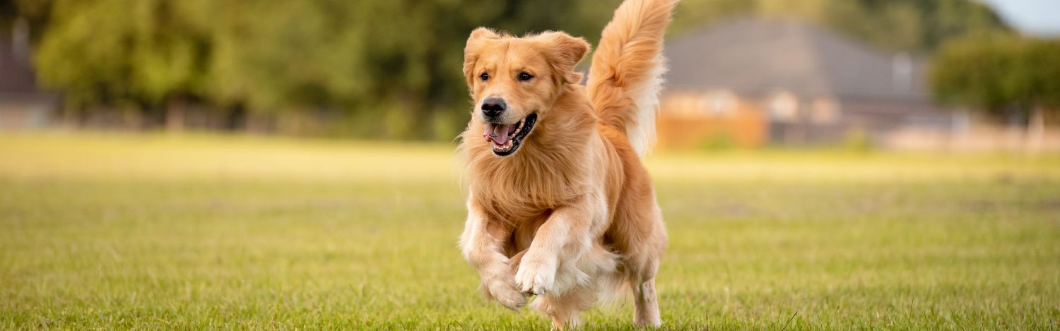 exercice-physique-chien