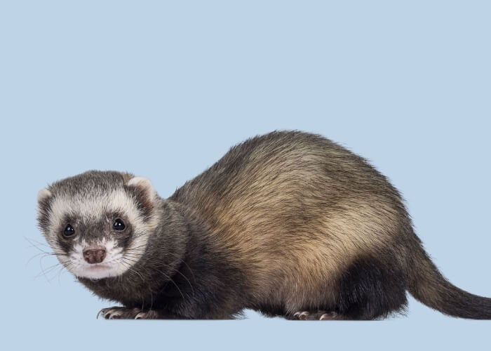 furet