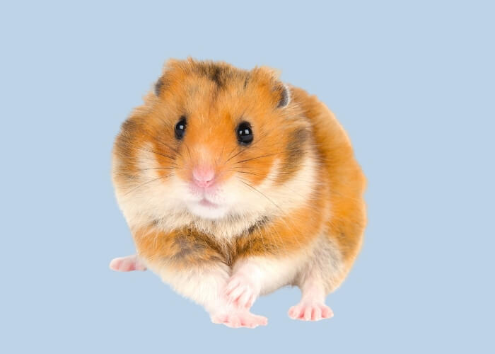 hamster