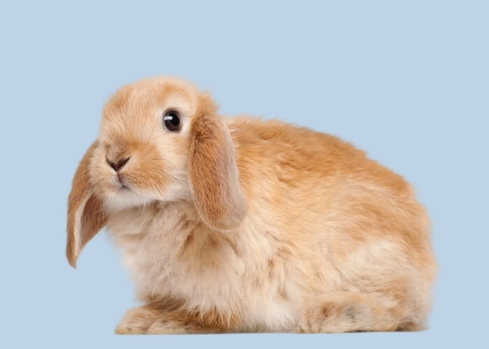 lapin
