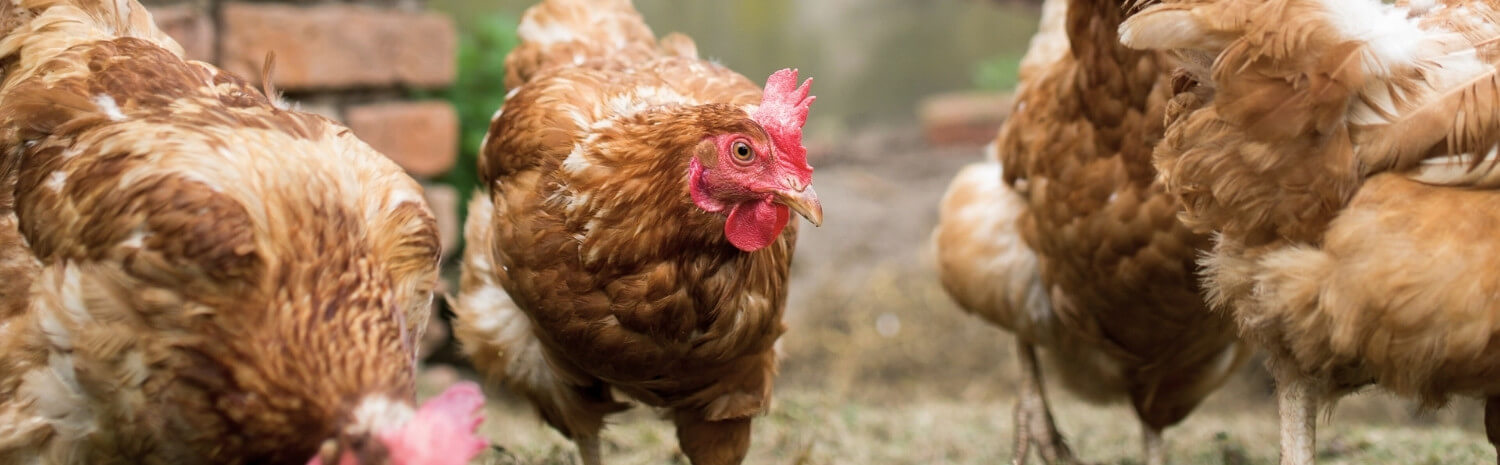 parasites-poules
