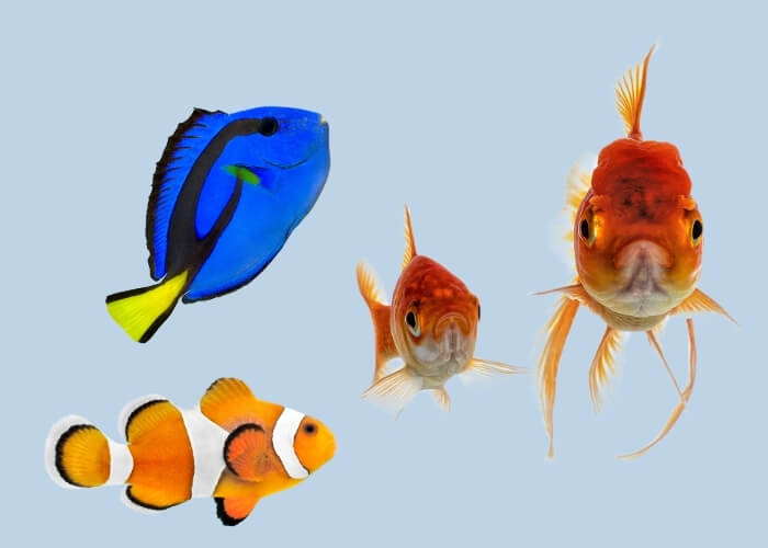 poissons