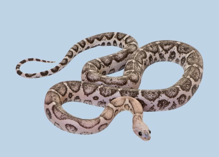 serpent