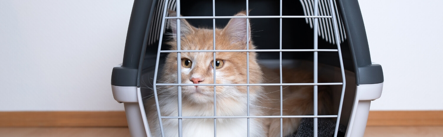 Emmener-chat-clinique-veterinaire