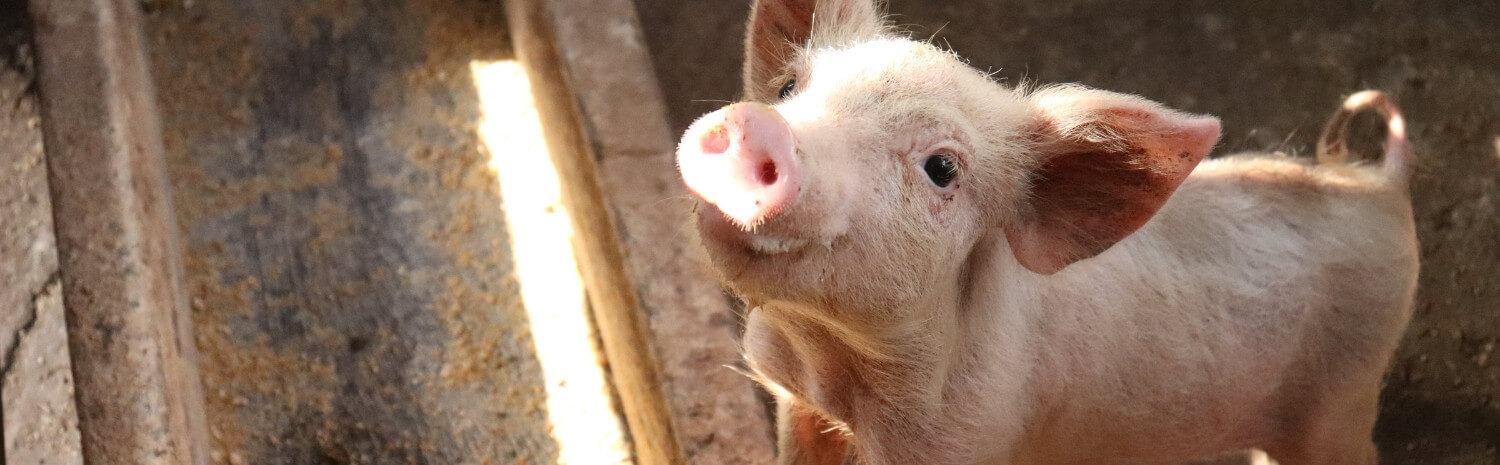 alimentation-cochon