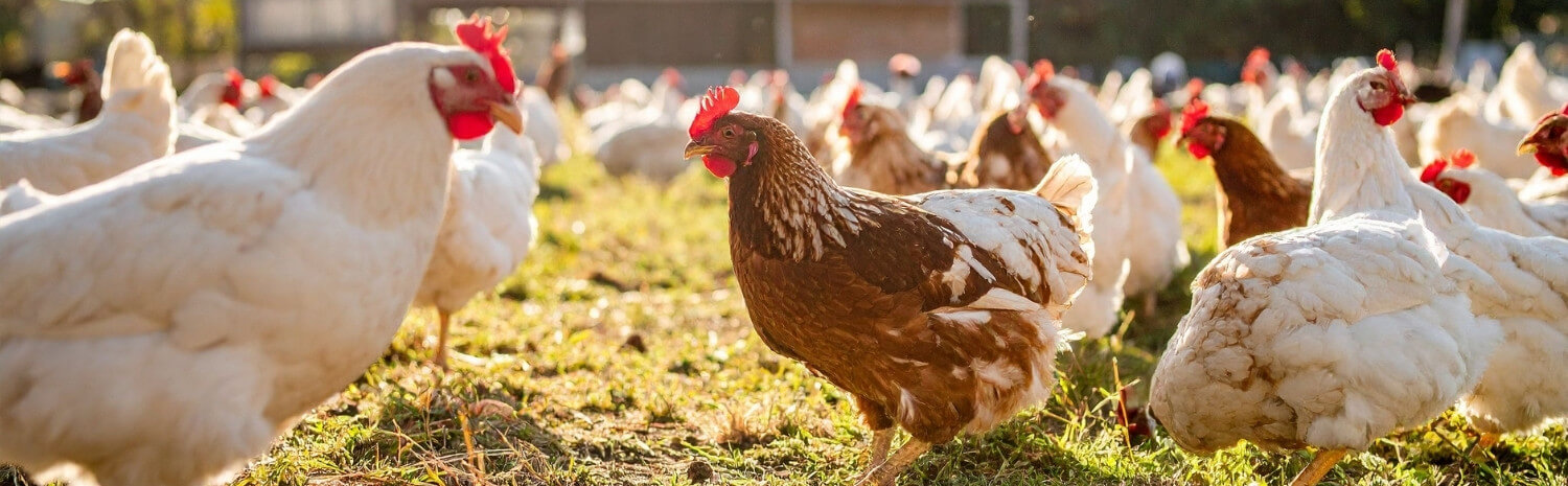 carences-alimentaires-poules