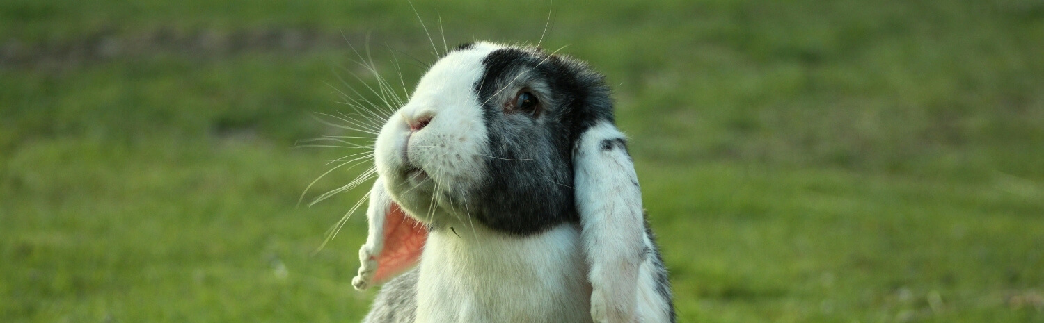 couper-griffes-lapin