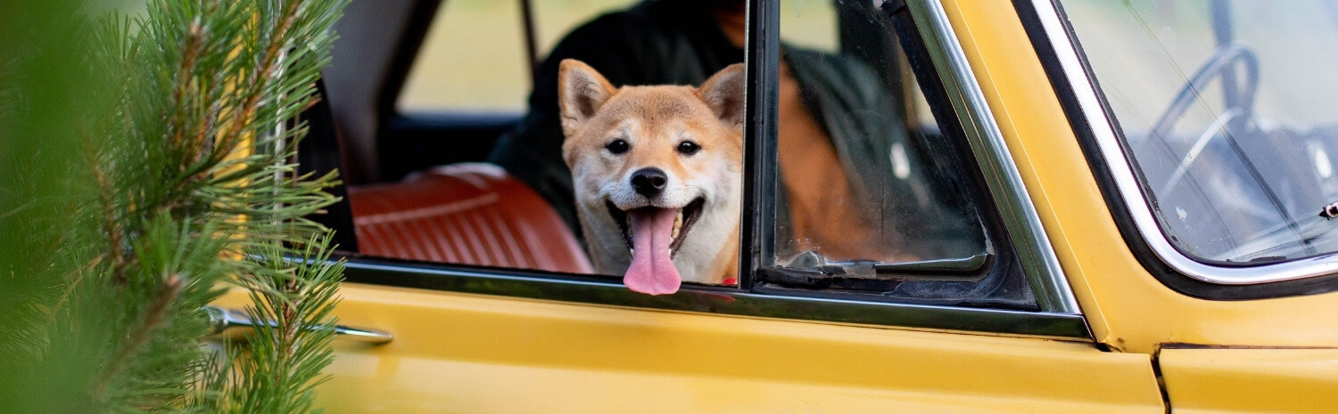 emmener-chien-vacances