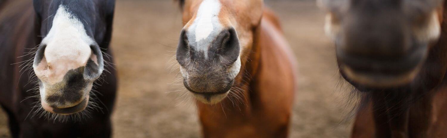 maladies-respiratoires-cheval