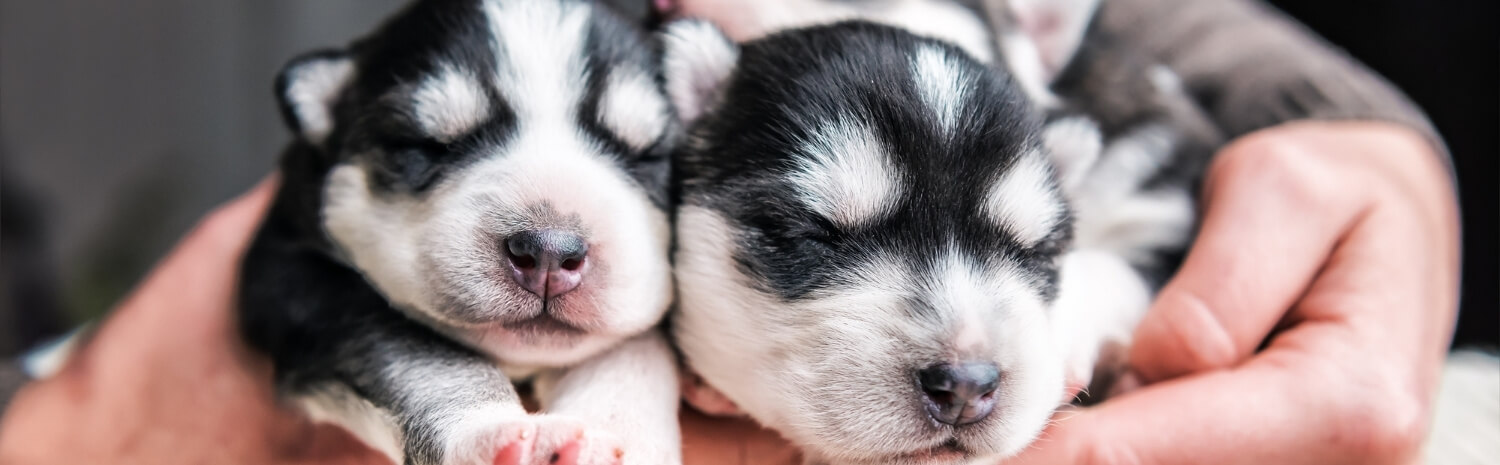 mise-bas-chienne