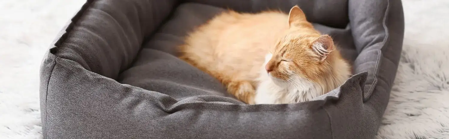 modes-garde-chat