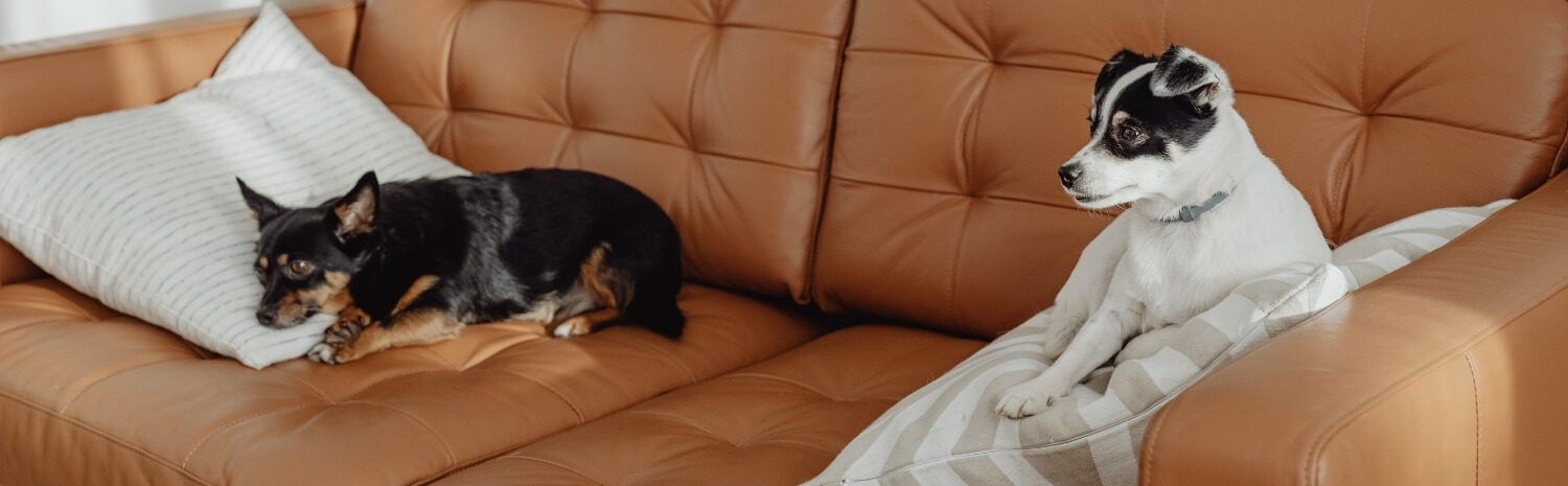 modes-garde-chien