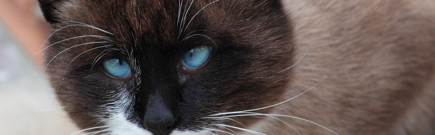 neurologie-veterinaire-quand-consulter