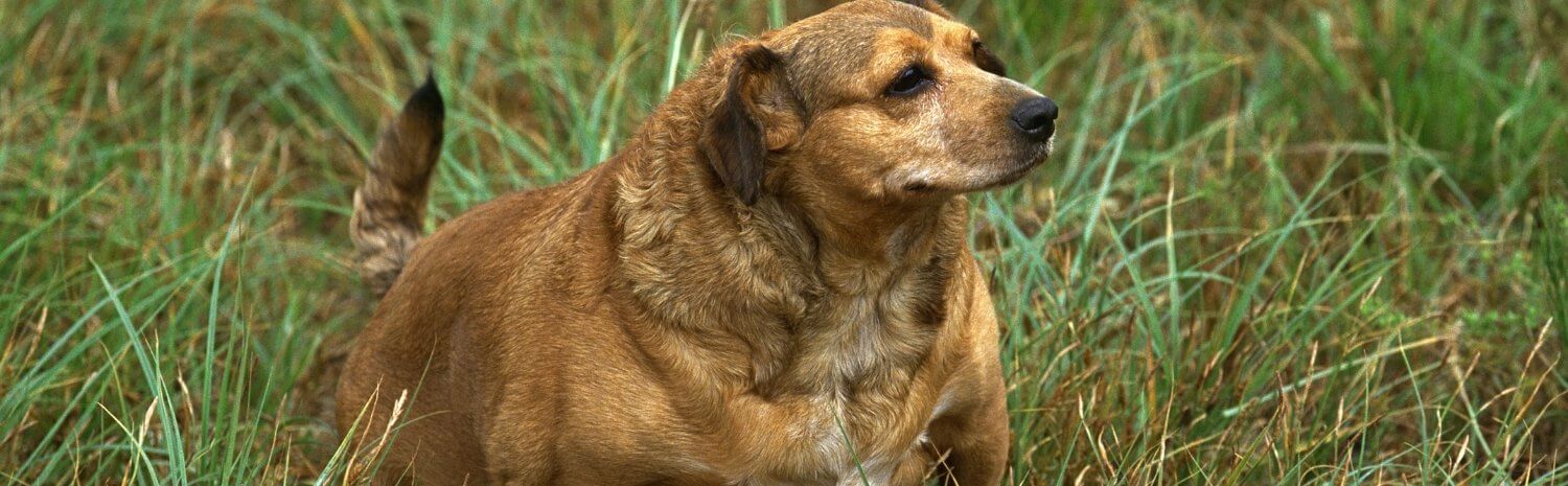 obesite-animaux-domestiques
