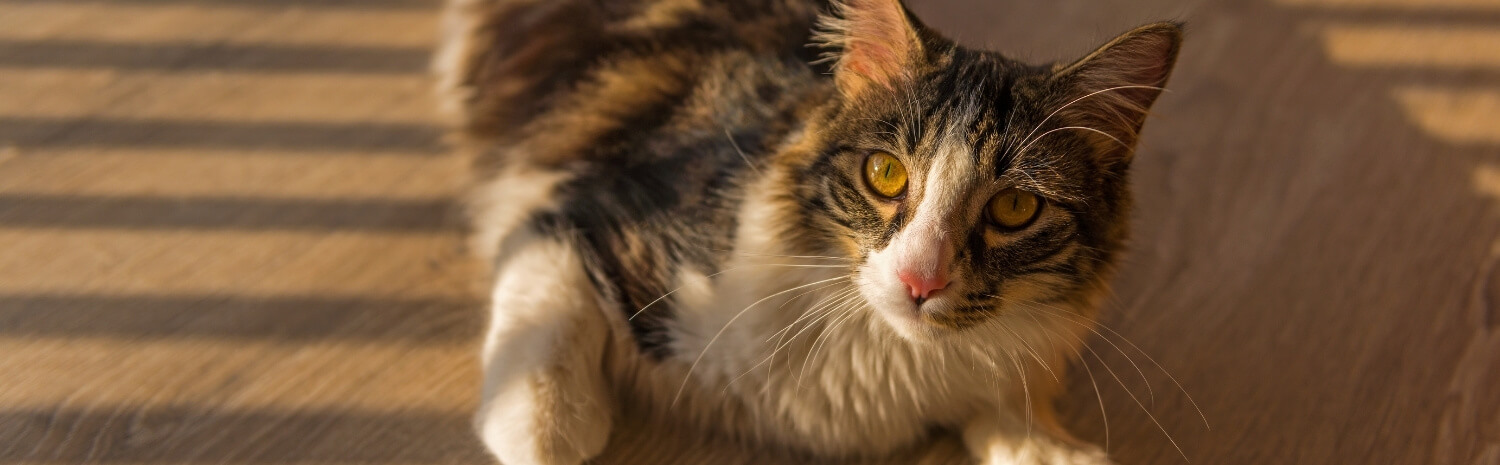 soin-chat-ete