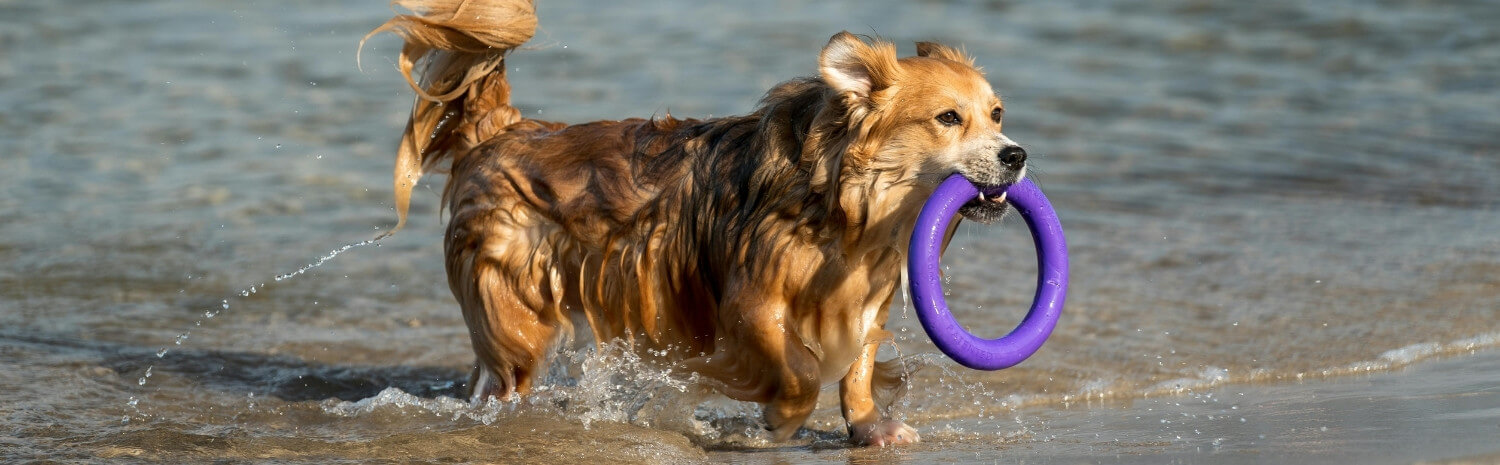 soin-chien-ete