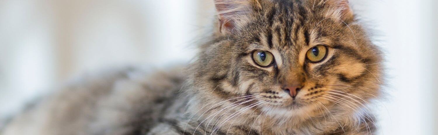 virus-immunodeficience-feline