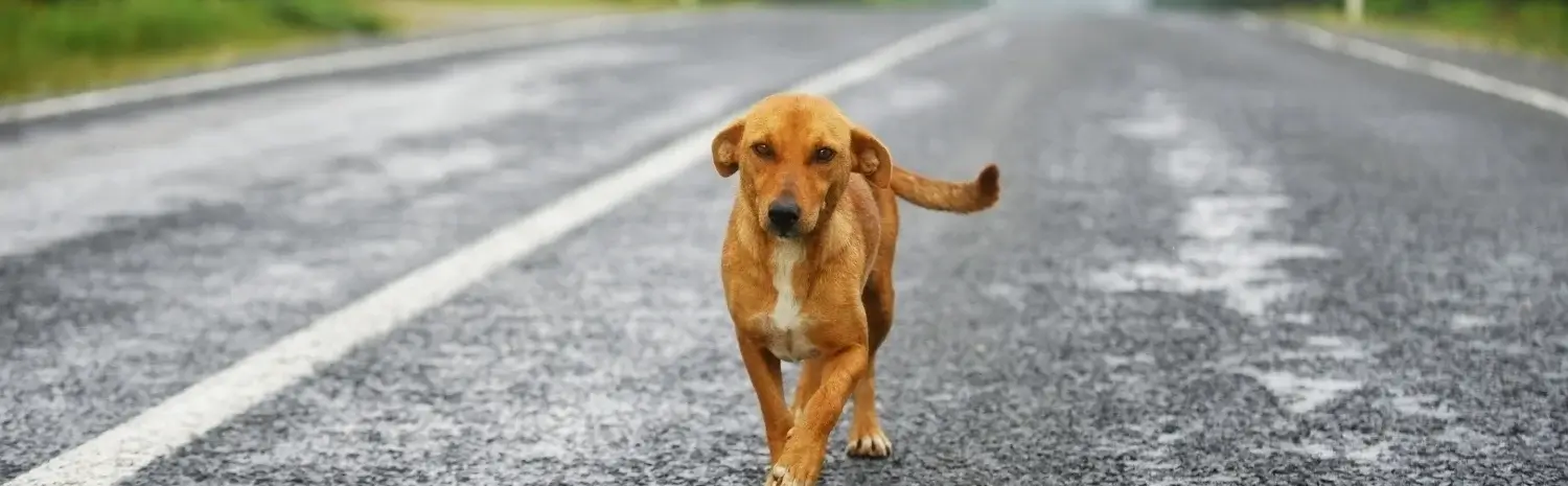 chien-chat-errant