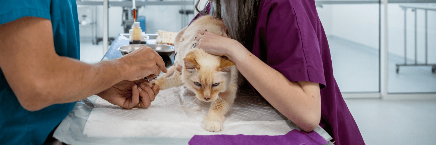 zoonoses-causes-prevention