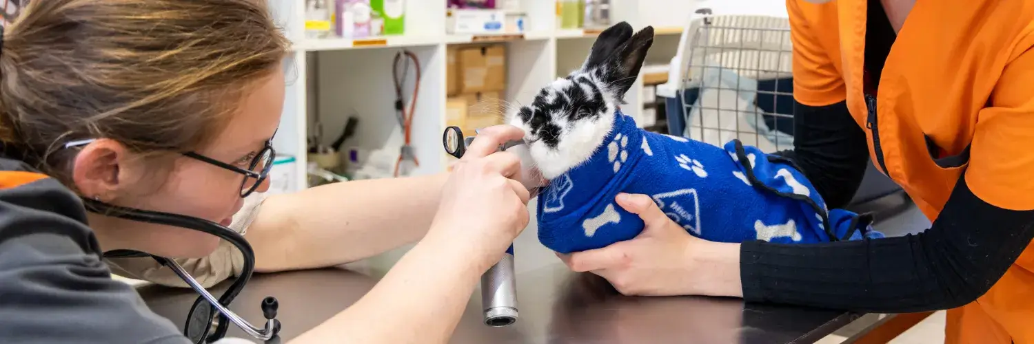 arret-transit-lapin