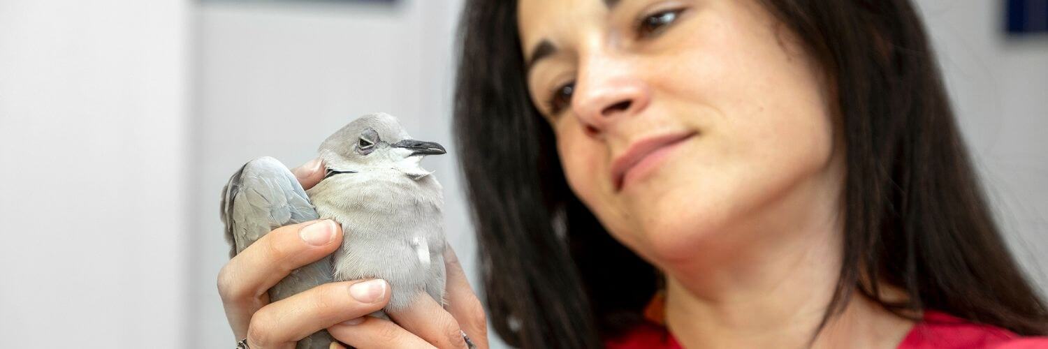adopter-oiseau