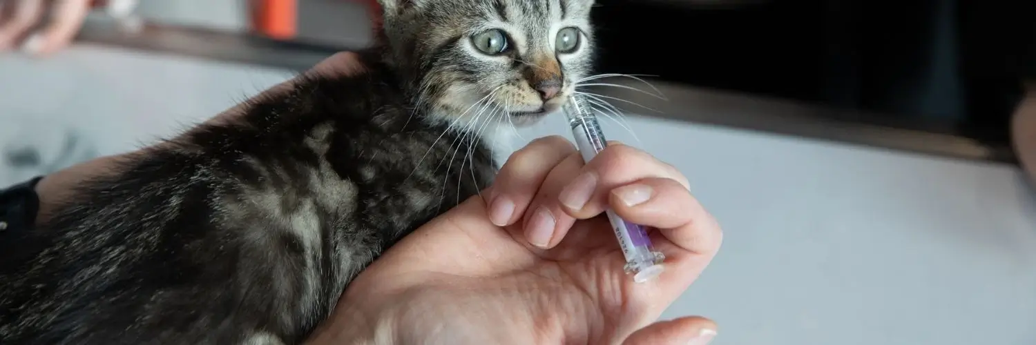 antiparasitaires-chien-chat