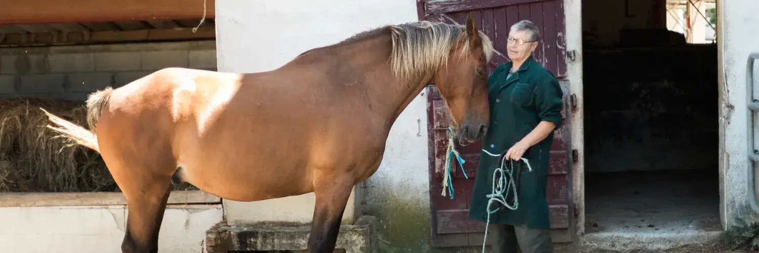 transport-cheval